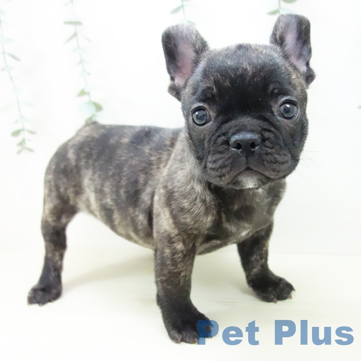 神奈川県のフレンチブルドッグ (ペットプラス 湘南平塚店/2025年10月22日生まれ/男の子/ブリンドル)の子犬の1枚目の画像