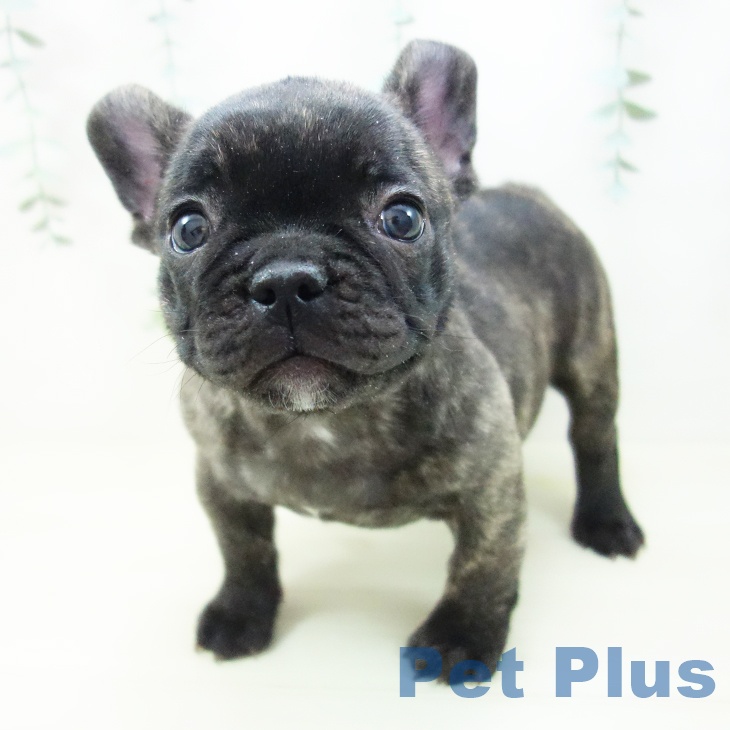 神奈川県のフレンチブルドッグ (ペットプラス 湘南平塚店/2025年10月22日生まれ/男の子/ブリンドル)の子犬の2枚目の画像