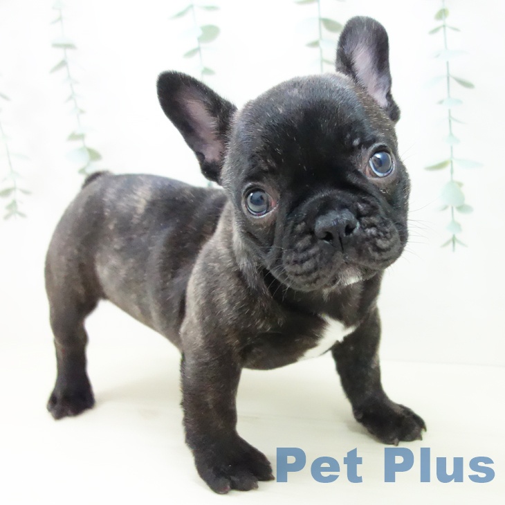 東京都のフレンチブルドッグ (ペットプラス アクアシティお台場店/2025年10月22日生まれ/男の子/ブリンドル)の子犬の1枚目の画像