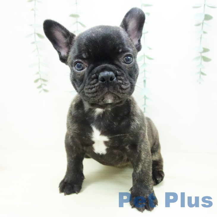 東京都のフレンチブルドッグ (ペットプラス アクアシティお台場店/2025年10月22日生まれ/男の子/ブリンドル)の子犬の2枚目の画像