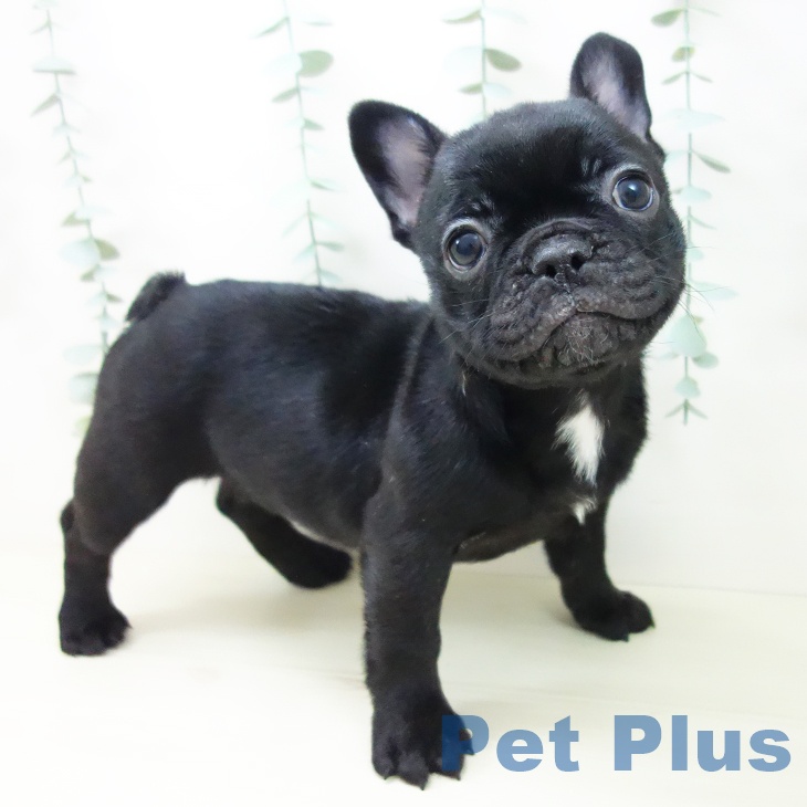 宮城県のフレンチブルドッグ (ペットプラス 名取店/2025年10月22日生まれ/女の子/ブリンドル)の子犬の1枚目の画像