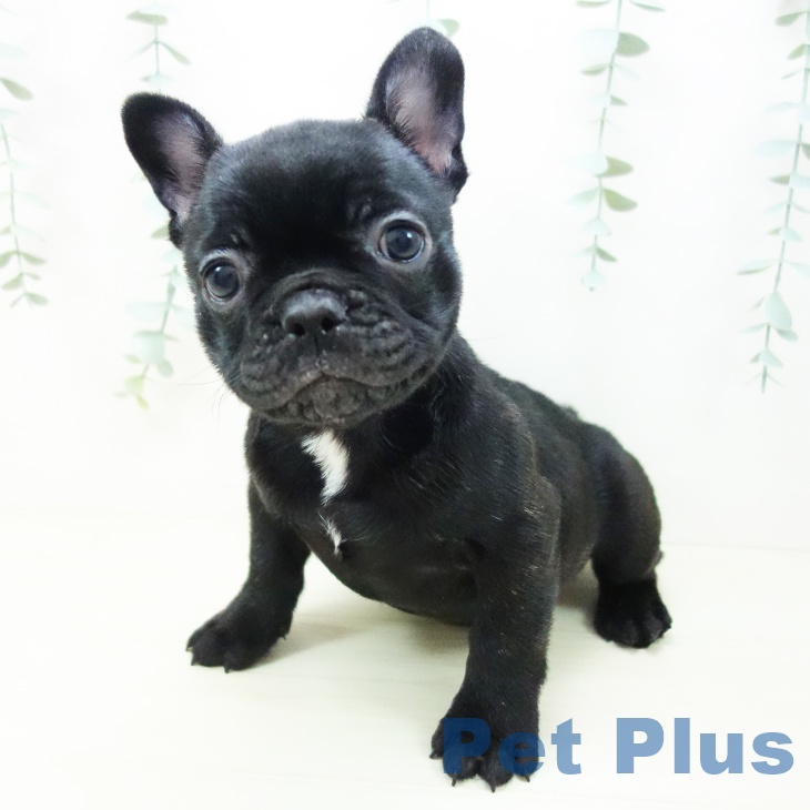 宮城県のフレンチブルドッグ (ペットプラス 名取店/2025年10月22日生まれ/女の子/ブリンドル)の子犬の2枚目の画像