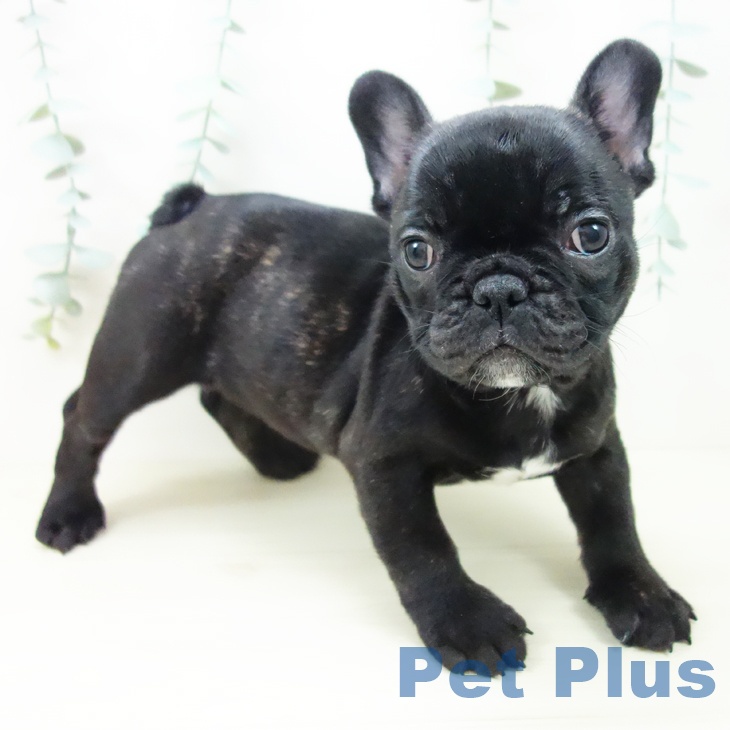 フレンチ・ブルドッグの写真2