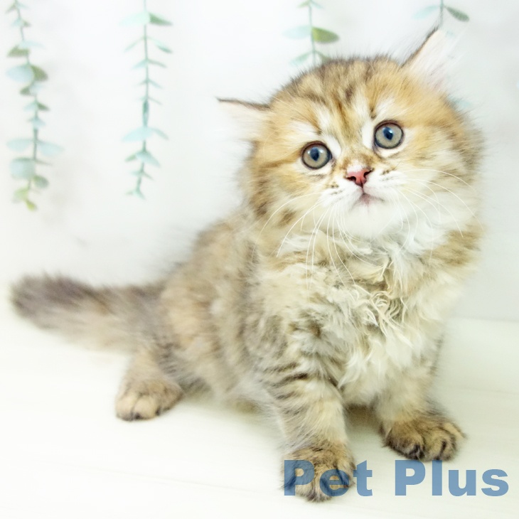 三重県のミヌエット (ペットプラス 東員店/2025年10月22日生まれ/女の子/ブラウンタビー)の子猫の1枚目の画像