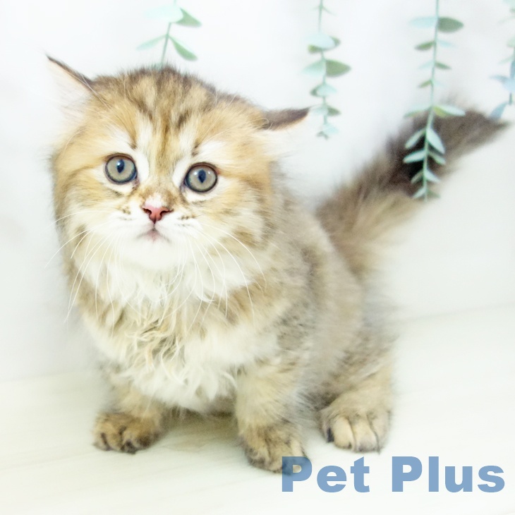 三重県のミヌエット (ペットプラス 東員店/2025年10月22日生まれ/女の子/ブラウンタビー)の子猫の2枚目の画像