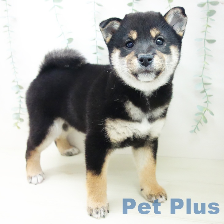 愛知県の柴犬(標準サイズ) (ペットプラス 豊橋牧野店/2025年10月23日生まれ/女の子/黒)の子犬の1枚目の画像