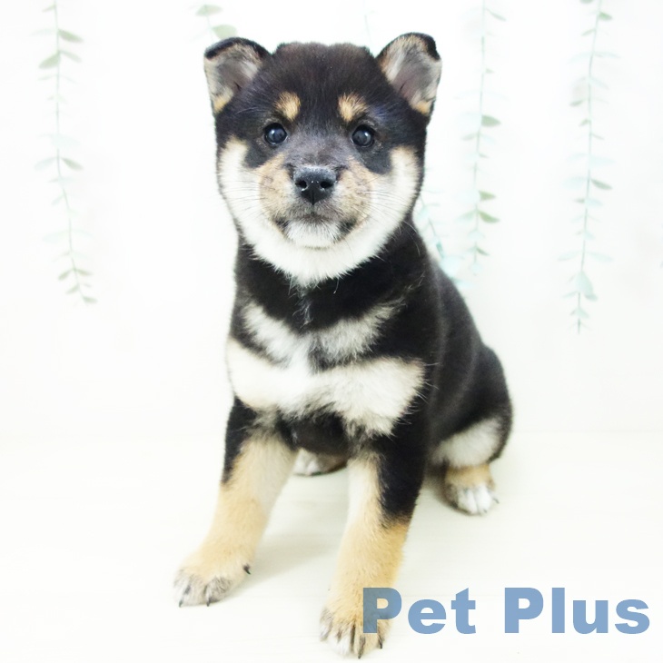 愛知県の柴犬(標準サイズ) (ペットプラス 豊橋牧野店/2025年10月23日生まれ/女の子/黒)の子犬の2枚目の画像