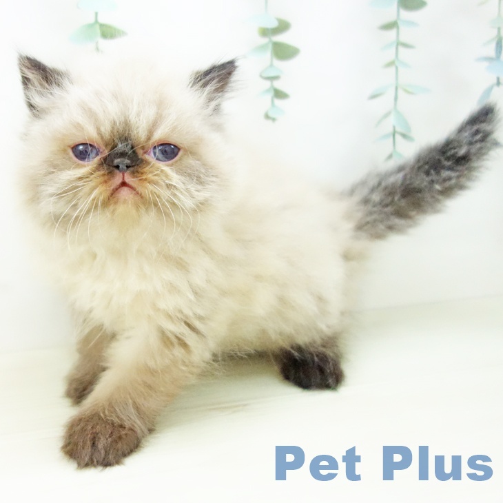 愛知県のヒマラヤン (ペットプラス mozoワンダーシティ店/2025年10月19日生まれ/男の子/シールポイント)の子猫の1枚目の画像