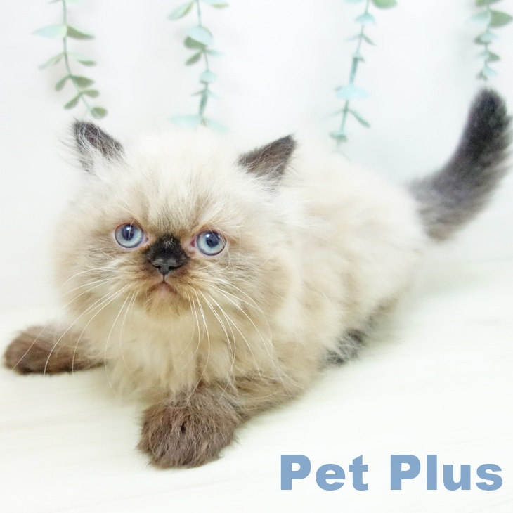 愛知県のヒマラヤン (ペットプラス ナゴヤドーム前店/2025年10月19日生まれ/女の子/シールポイント)の子猫の1枚目の画像