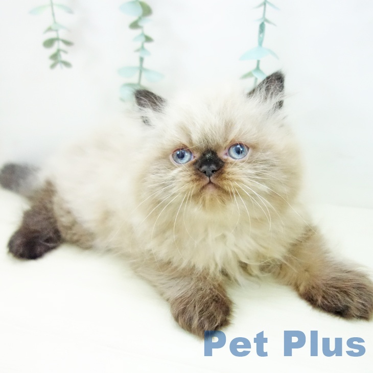 愛知県のヒマラヤン (ペットプラス ナゴヤドーム前店/2025年10月19日生まれ/女の子/シールポイント)の子猫の2枚目の画像