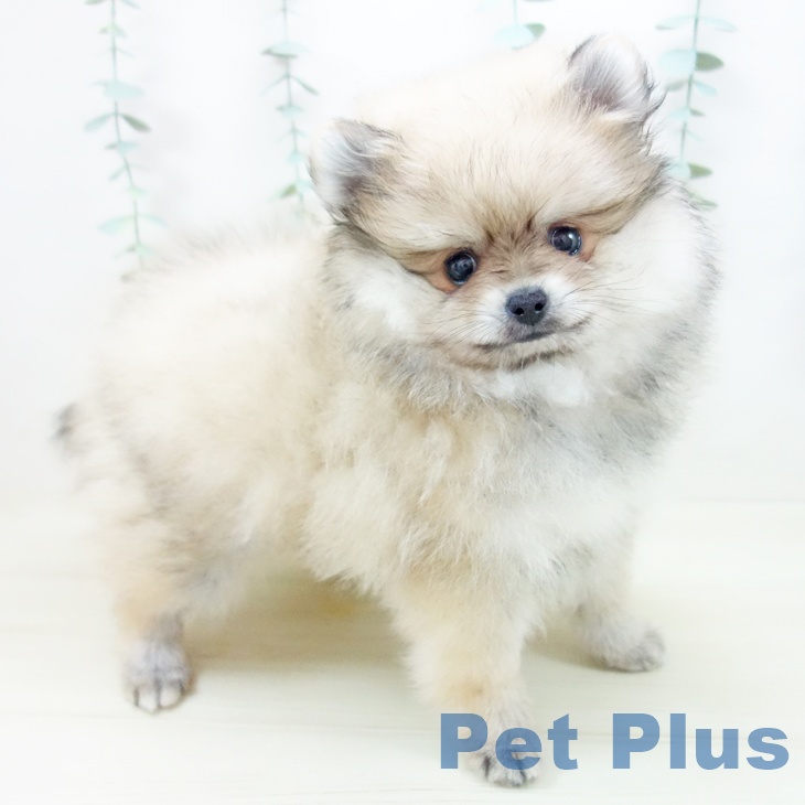 愛知県のポメラニアン (ペットプラス 岡崎店/2025年10月21日生まれ/男の子/クリームセーブル)の子犬の1枚目の画像