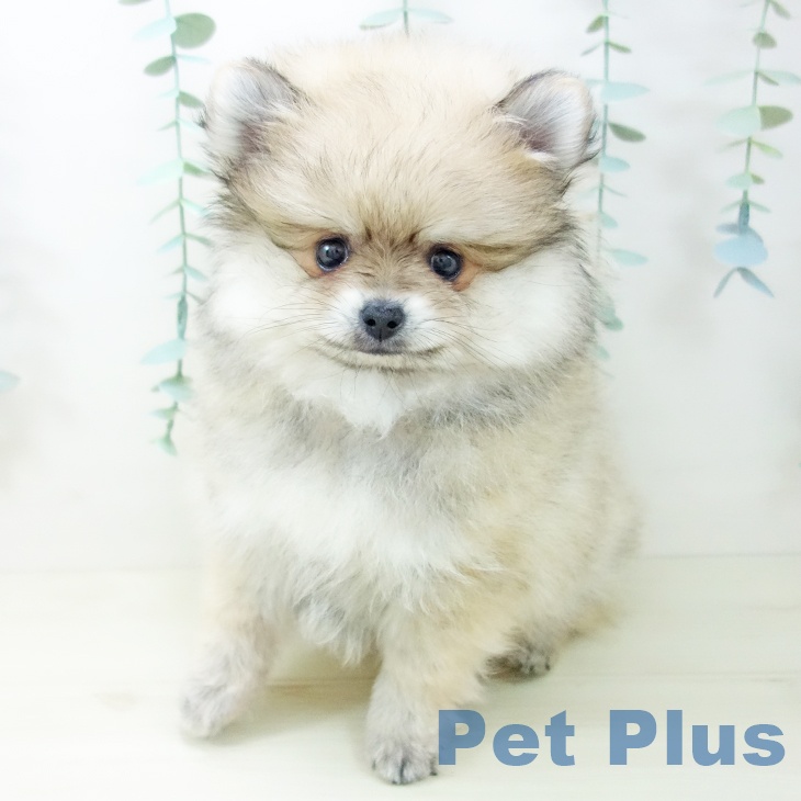 愛知県のポメラニアン (ペットプラス 岡崎店/2025年10月21日生まれ/男の子/クリームセーブル)の子犬の2枚目の画像