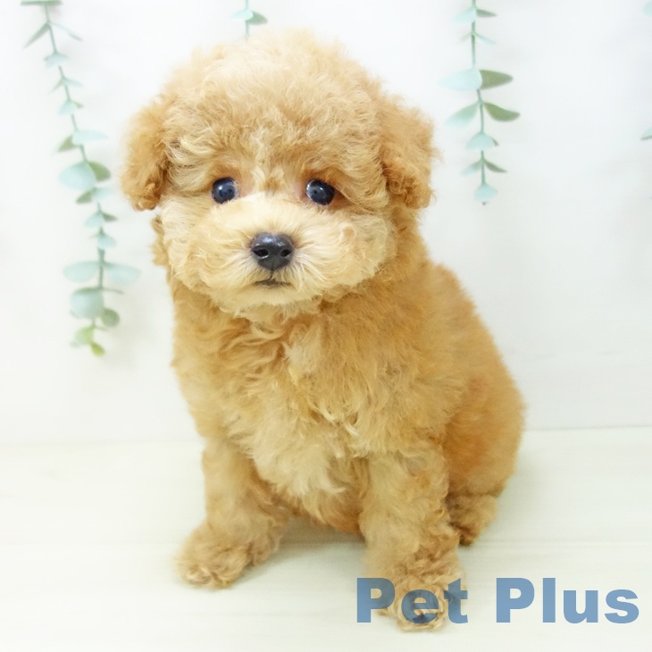 愛知県のトイプードル(トイ) (ペットプラス ナゴヤドーム前店/2025年10月23日生まれ/男の子/アプリコット)の子犬の1枚目の画像