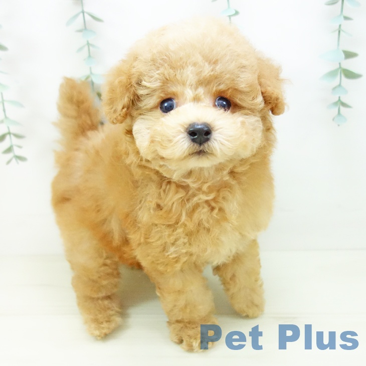 愛知県のトイプードル(トイ) (ペットプラス ナゴヤドーム前店/2025年10月23日生まれ/男の子/アプリコット)の子犬の2枚目の画像