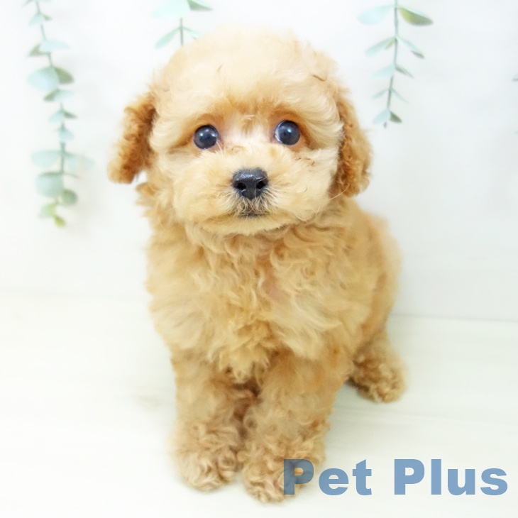 三重県のトイプードル(トイ) (ペットプラス 鈴鹿店/2025年10月23日生まれ/女の子/アプリコット)の子犬の1枚目の画像