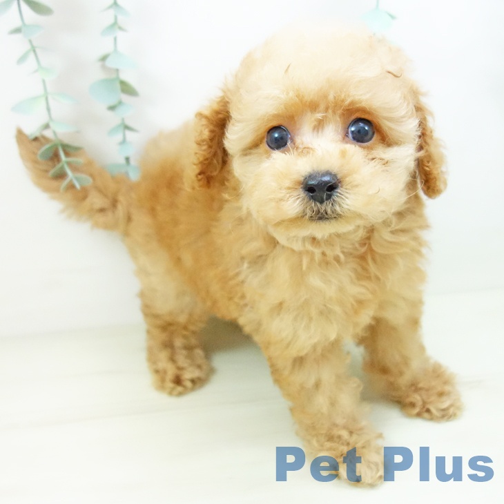 三重県のトイプードル(トイ) (ペットプラス 鈴鹿店/2025年10月23日生まれ/女の子/アプリコット)の子犬の2枚目の画像