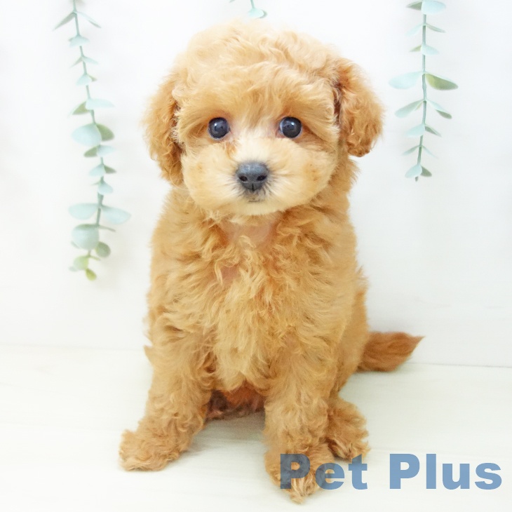 愛知県のトイプードル(トイ) (ペットプラス 名古屋茶屋店/2025年10月23日生まれ/女の子/アプリコット)の子犬の1枚目の画像