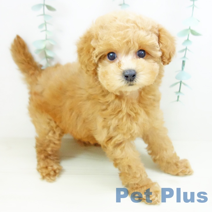 愛知県のトイプードル(トイ) (ペットプラス 名古屋茶屋店/2025年10月23日生まれ/女の子/アプリコット)の子犬の2枚目の画像