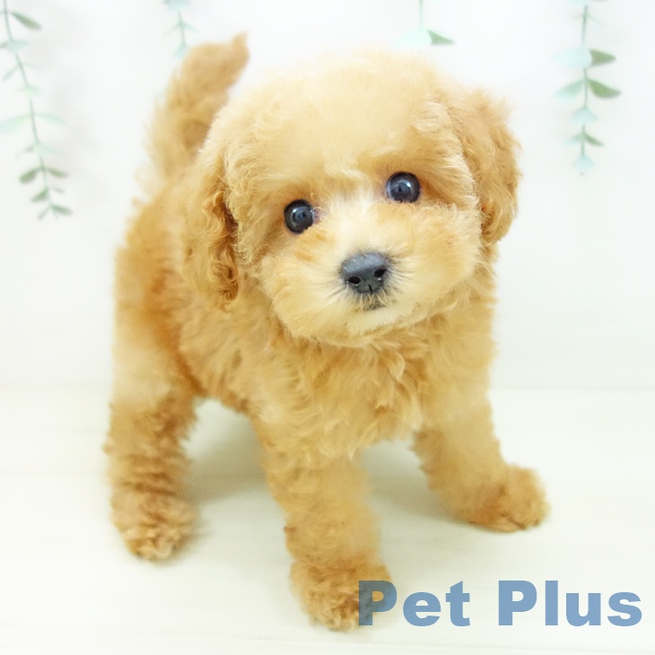 トイ・プードル