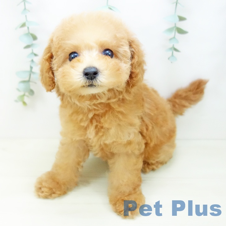 トイ・プードルの写真2