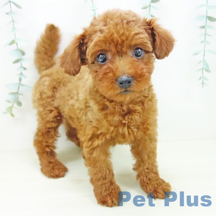 トイ・プードル