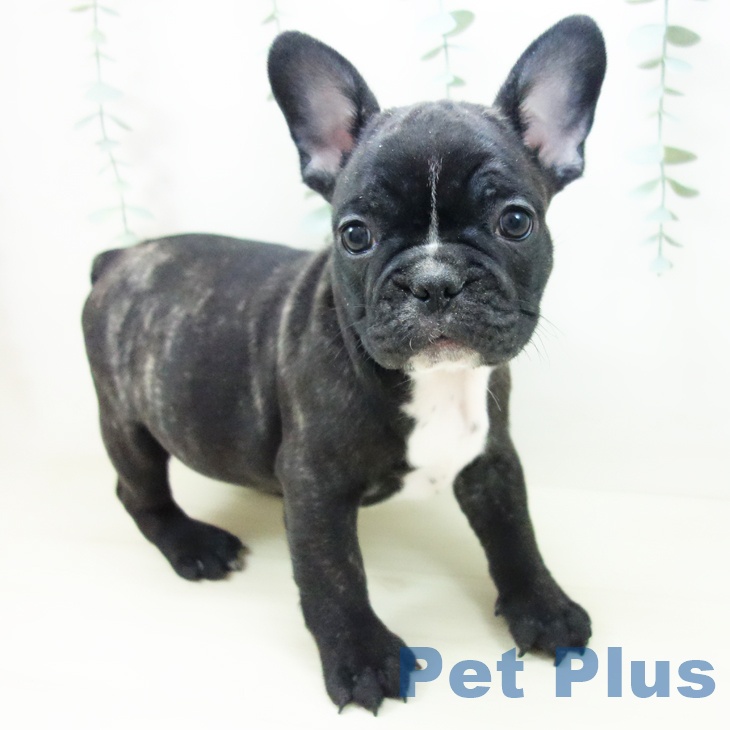 東京都のフレンチブルドッグ (ペットプラス 立川高島屋S.C.店/2025年10月23日生まれ/男の子/ブリンドルホワイト)の子犬の1枚目の画像