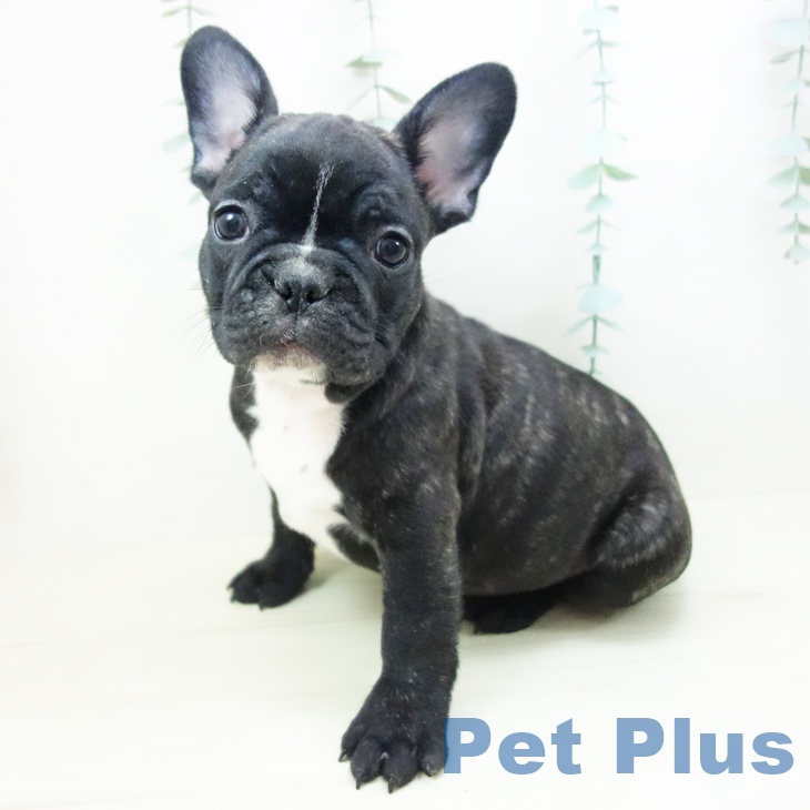 東京都のフレンチブルドッグ (ペットプラス 立川高島屋S.C.店/2025年10月23日生まれ/男の子/ブリンドルホワイト)の子犬の2枚目の画像