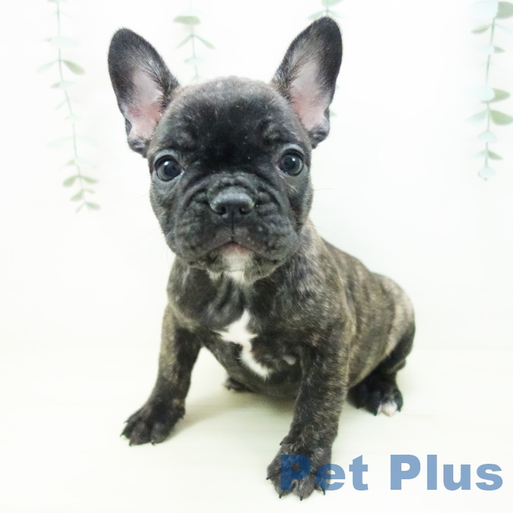 フレンチ・ブルドッグ