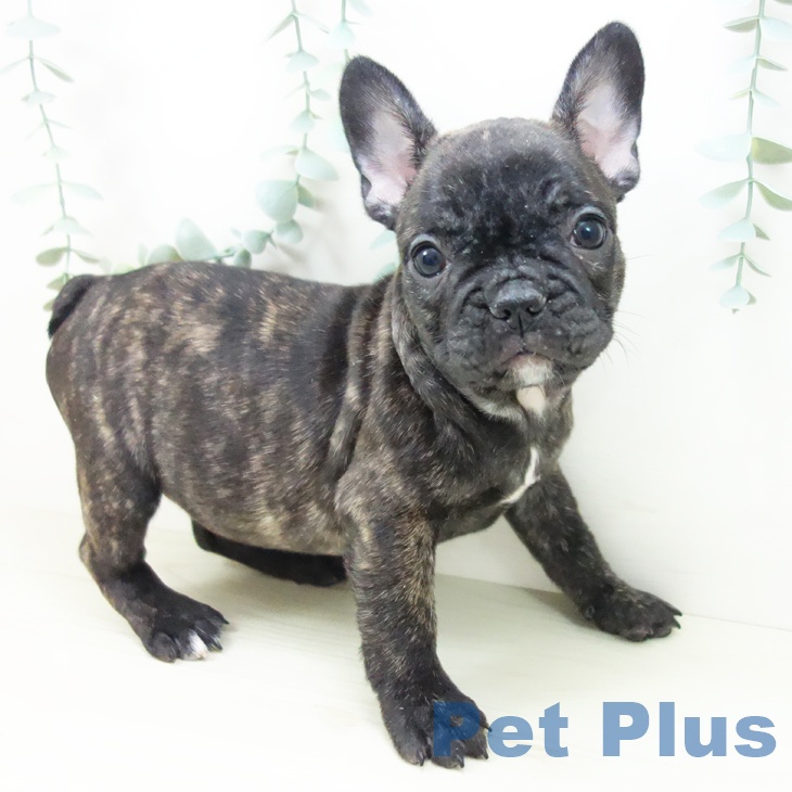 フレンチ・ブルドッグの写真2