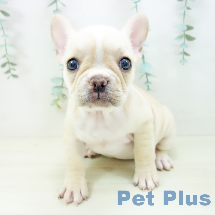 埼玉県のフレンチブルドッグ (ペットプラス ららぽーと富士見店/2025年10月23日生まれ/女の子/クリームホワイト)の子犬の1枚目の画像
