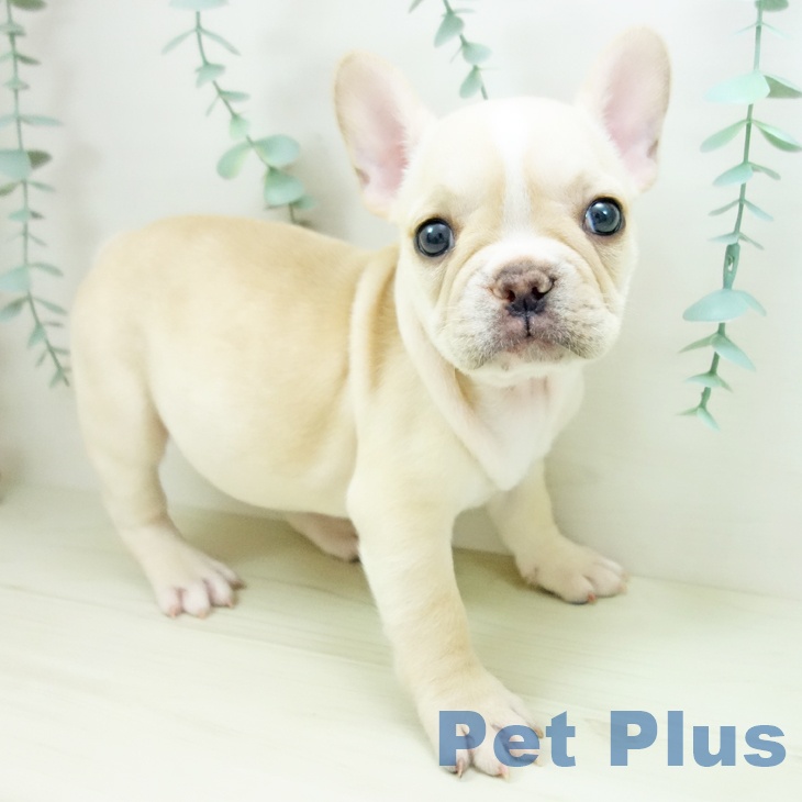 埼玉県のフレンチブルドッグ (ペットプラス ららぽーと富士見店/2025年10月23日生まれ/女の子/クリームホワイト)の子犬の2枚目の画像