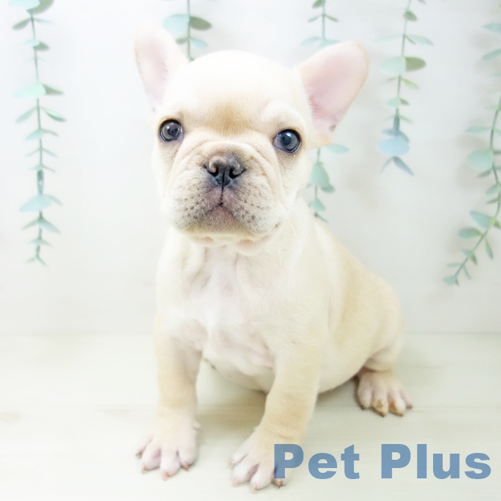 宮城県のフレンチブルドッグ (ペットプラス 仙台上杉店/2025年10月23日生まれ/女の子/クリーム)の子犬の1枚目の画像