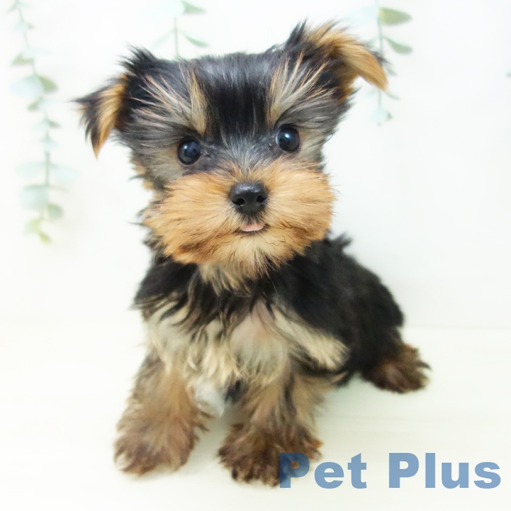 岐阜県のヨークシャーテリア (ペットプラス 各務原店/2025年10月18日生まれ/男の子/スチールブルータン)の子犬の1枚目の画像