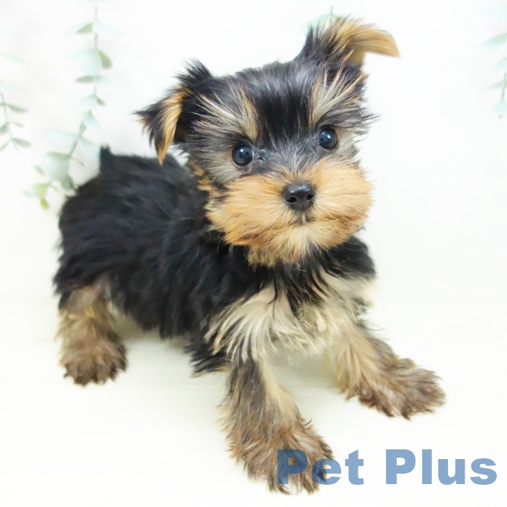 岐阜県のヨークシャーテリア (ペットプラス 各務原店/2025年10月18日生まれ/男の子/スチールブルータン)の子犬の2枚目の画像