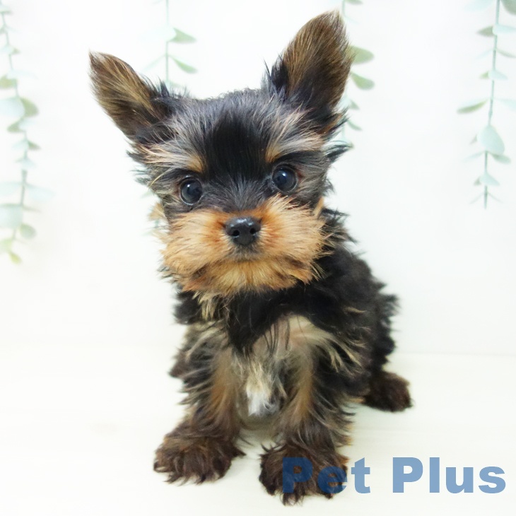 愛知県のヨークシャーテリア (ペットプラス ナゴヤドーム前店/2025年10月18日生まれ/男の子/スチールブルータン)の子犬の1枚目の画像
