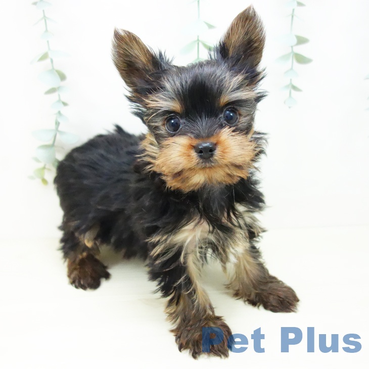 愛知県のヨークシャーテリア (ペットプラス ナゴヤドーム前店/2025年10月18日生まれ/男の子/スチールブルータン)の子犬の2枚目の画像