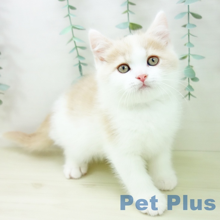 愛知県のブリティッシュショートヘアー (ペットプラス mozoワンダーシティ店/2025年10月22日生まれ/男の子/クリームホワイト)の子猫の1枚目の画像