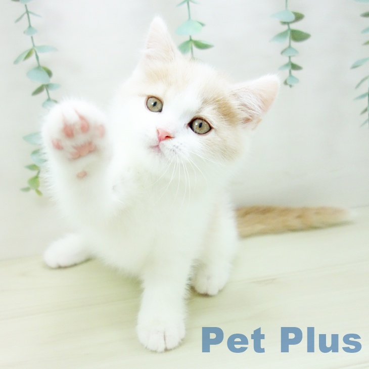 愛知県のブリティッシュショートヘアー (ペットプラス mozoワンダーシティ店/2025年10月22日生まれ/男の子/クリームホワイト)の子猫の2枚目の画像