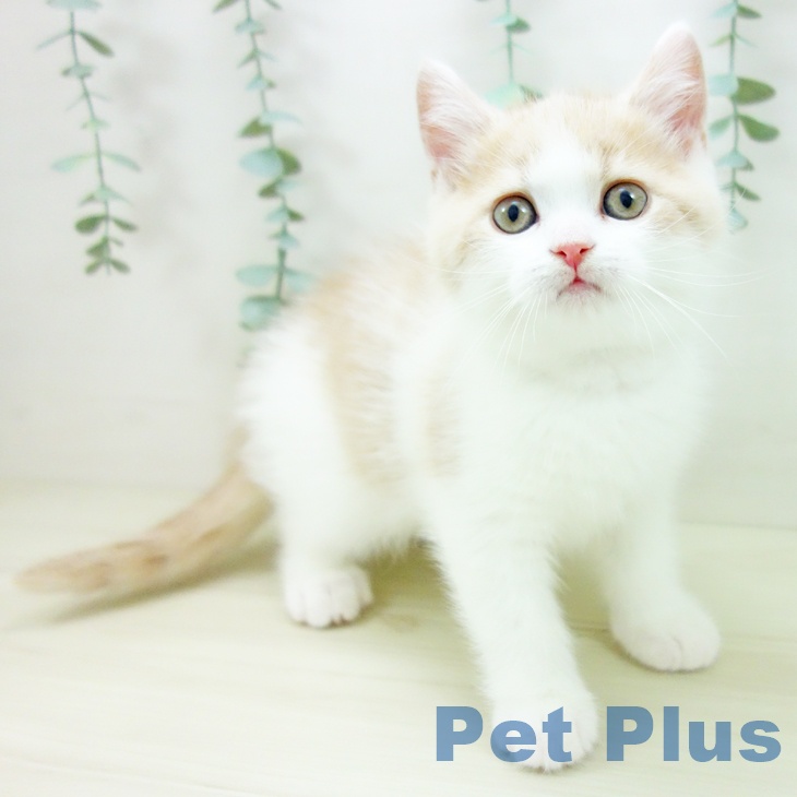 愛知県のブリティッシュショートヘアー (ペットプラス 岡崎店/2025年10月22日生まれ/男の子/クリームホワイト)の子猫の1枚目の画像
