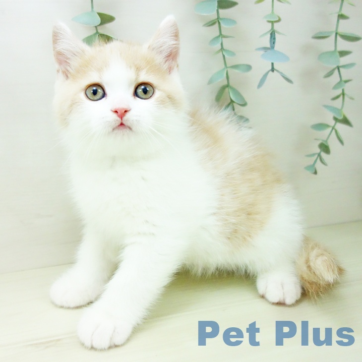愛知県のブリティッシュショートヘアー (ペットプラス 岡崎店/2025年10月22日生まれ/男の子/クリームホワイト)の子猫の2枚目の画像