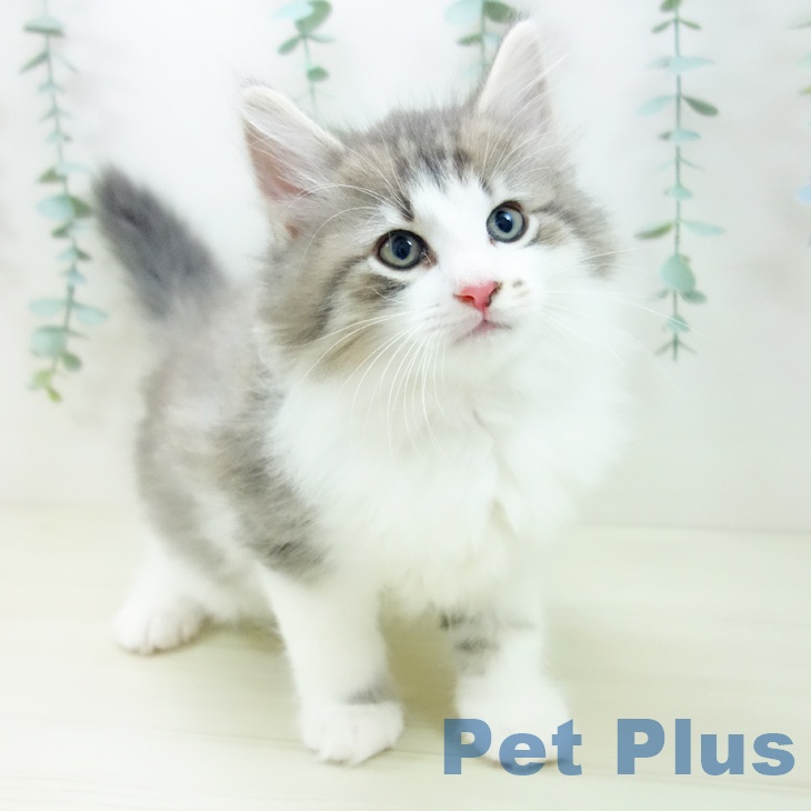 石川県のノルウェージャンフォレストキャット (ペットプラス 新小松店/2025年10月23日生まれ/男の子/ブルータビーホワイト)の子猫の1枚目の画像
