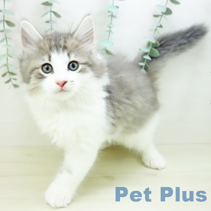 石川県のノルウェージャンフォレストキャット (ペットプラス 新小松店/2025年10月23日生まれ/男の子/ブルータビーホワイト)の子猫の2枚目の画像
