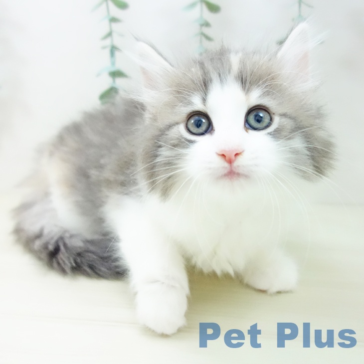 愛知県のノルウェージャンフォレストキャット (ペットプラス mozoワンダーシティ店/2025年10月23日生まれ/女の子/ブルーパッチドタビーホワイト)の子猫の1枚目の画像