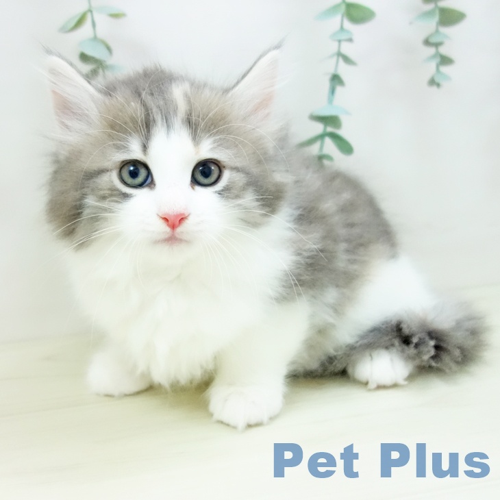 愛知県のノルウェージャンフォレストキャット (ペットプラス mozoワンダーシティ店/2025年10月23日生まれ/女の子/ブルーパッチドタビーホワイト)の子猫の2枚目の画像