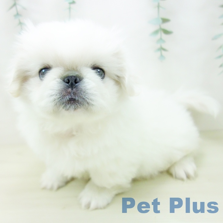 ペキニーズの写真2