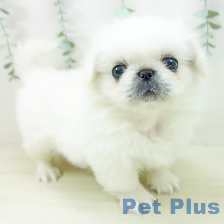 埼玉県のペキニーズ (ペットプラス 与野店/2025年10月20日生まれ/女の子/クリーム)の子犬の1枚目の画像