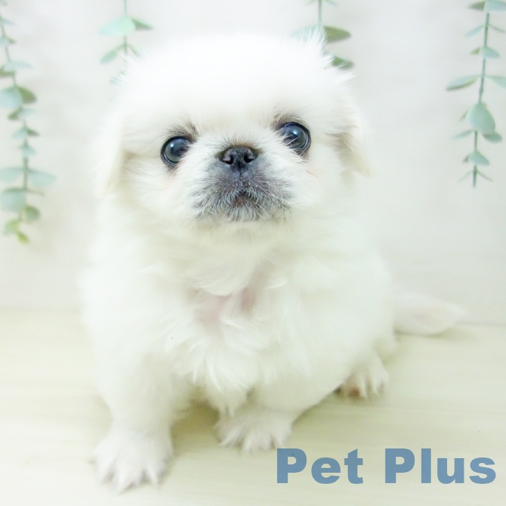 埼玉県のペキニーズ (ペットプラス 与野店/2025年10月20日生まれ/女の子/クリーム)の子犬の2枚目の画像