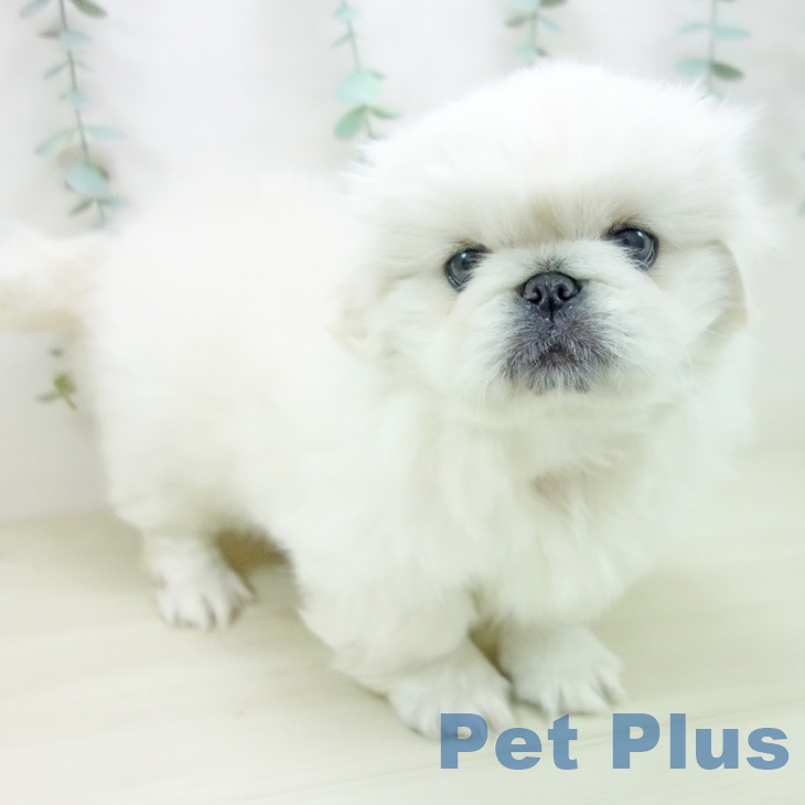 埼玉県のペキニーズ (ペットプラス ららぽーと富士見店/2025年10月20日生まれ/女の子/クリーム)の子犬の1枚目の画像