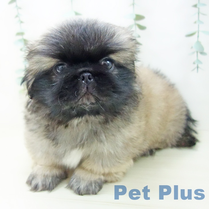 ペキニーズの写真2