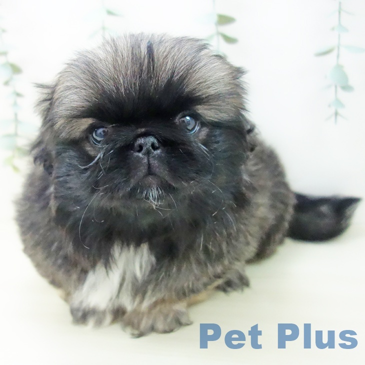 埼玉県のペキニーズ (ペットプラス 浦和美園店/2025年10月21日生まれ/女の子/フォーン)の子犬の2枚目の画像